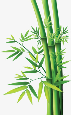 采購產品竹葉,竹子,草,竹子植物